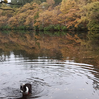 Happy dog splashing in Snowdonia