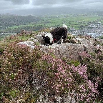 dog walking on snowdonia