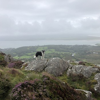 dog walking snowdonia self catering holiday