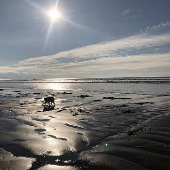 dog walking on beach snowdonia self catering cottage