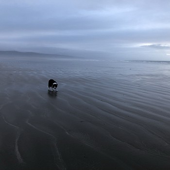 dog walking on beach snowdonia self catering cottage