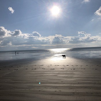 dog walking on beach