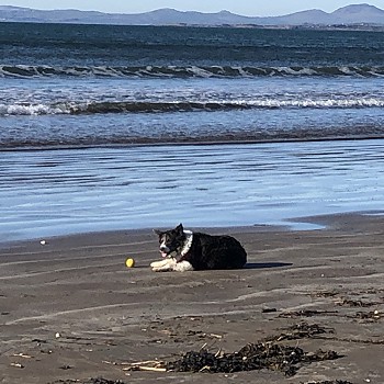 Dog walking beach near self catering cottage