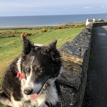 Happy dog walking snowdonia holidays