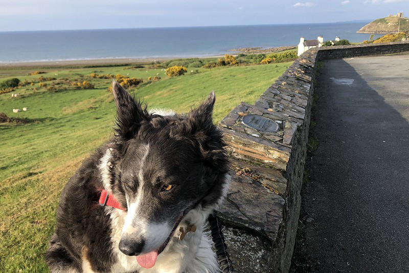 Happy Dog on holiday Snowdonia